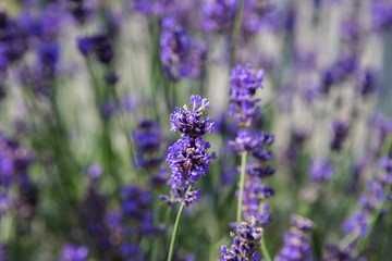 Fototapeta na wymiar Purple lavender in a field