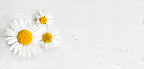 Obraz premium Panorama of marguerites on white background, spring concept