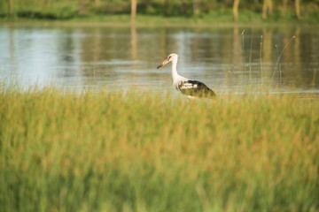 Obraz premium Stork on a lagoon, La Pampa,Argentina