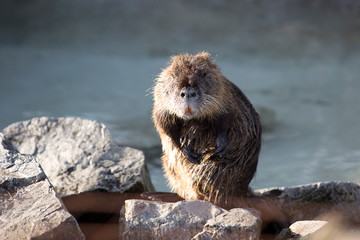 Portrait of a Nutria