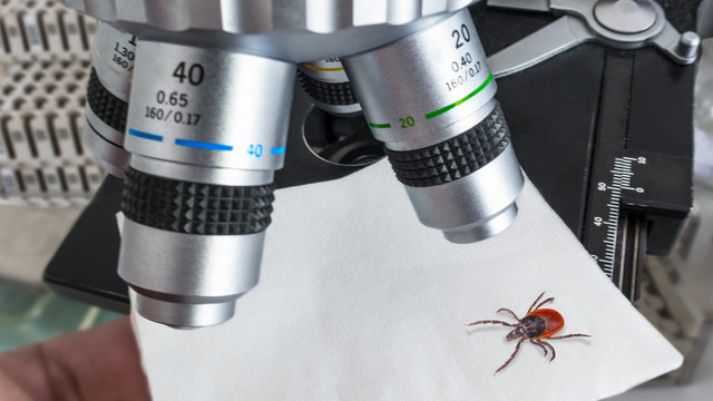 Research of deer tick under a microscope in a laboratory. Ixodes ricinus. Dangerous parasitic insect. Carrier of infections as encephalitis and Lyme disease. Idea of healthcare, medicine and science.