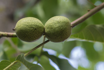 Outstanding fruits of the nut