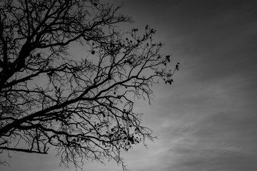 Silhouette dead tree  on dark dramatic grey sky and clouds background for  scary, death, and peace concept. Halloween day background. Art and dramatic on black and white. Despair and hopeless concept.