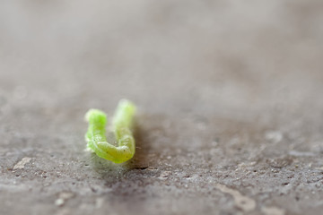 measuring worm (or Inchworm, span worm)