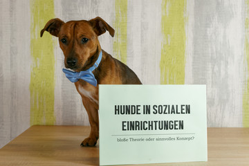 Dogs are true all-rounders in the social sphere: They are not only the best listeners when you want...