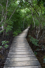 Fototapeta na wymiar Wooden footbridge in the mangrove forest, Seychelles