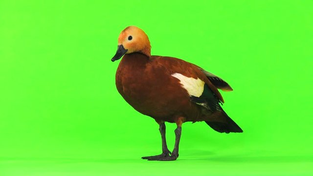 male Beautiful bright red duck (Ogar) isolated on green screen (In Slavic mythology and Buddhism, this bird was considered sacred)