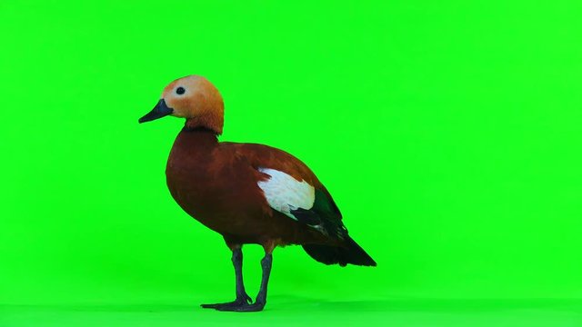 male Beautiful bright red duck (Ogar) isolated on green screen (In Slavic mythology and Buddhism, this bird was considered sacred)