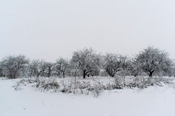 Winter snow trees, New Year's mood. copy space.