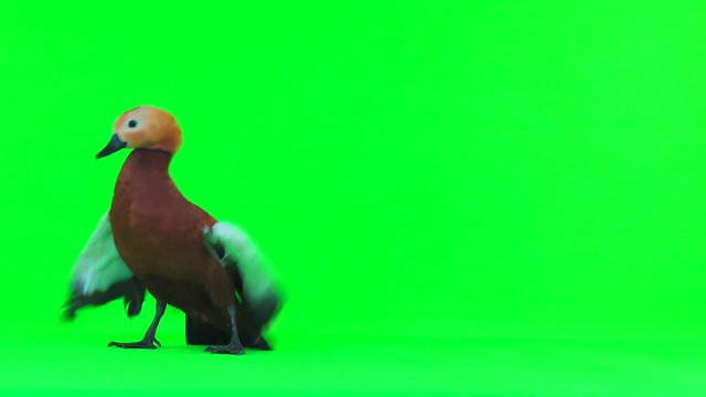 male Beautiful bright red duck (Ogar) isolated on green screen (In Slavic mythology and Buddhism, this bird was considered sacred)