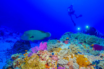 Fototapeta na wymiar Napoleon fish at the Red Sea, Egypt