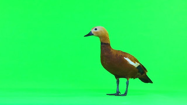 male Beautiful bright red duck (Ogar) isolated on green screen (In Slavic mythology and Buddhism, this bird was considered sacred)