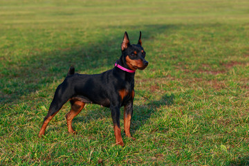Dog breed Miniature Pinscher