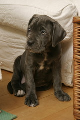 Cane Corso Welpe