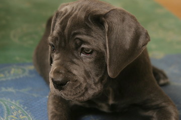 Cane Corso Welpe