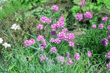 Armeria maritima pink flowers (Sea thrift) in spring garden