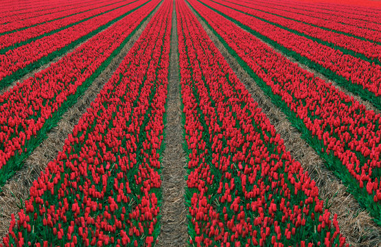 Red Tulips in Field