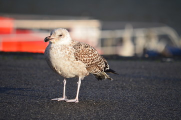 Mouette