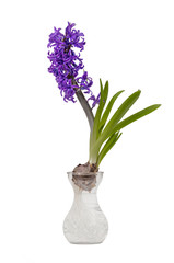 Single hyacinth on white background