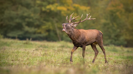 Red deer, cervus elaphus, stag roaring during rutting season in autumn. Wild animal walking on a...
