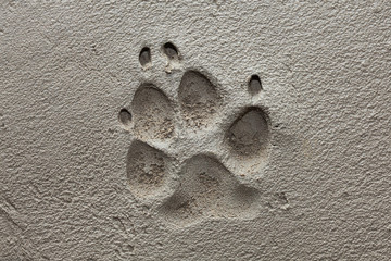Dog paw footprint on fresh cement