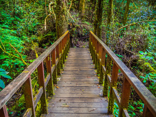 A wooden bridge in the jungle of Thailand.