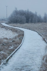 Obraz premium landscape forest winter cold ice
