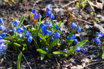 Blue scilla flowers (Scilla siberica) or siberian squill