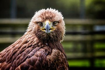 Close up of juvenile Golden Eagle looking straight into camera