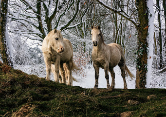 Pair of white welsh mountain ponies with snow laden woodland background - composite