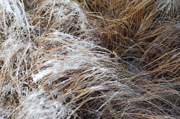 landscape forest winter cold ice