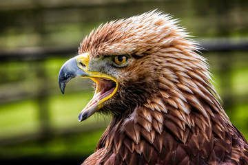 Close up profile view of juvenile Golden Eagle with beak open