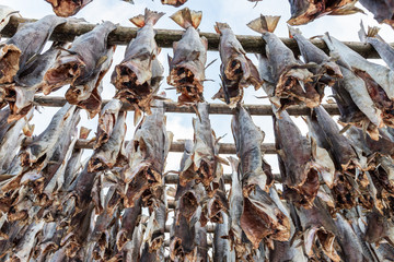 processing of stockfish, cod hanging to dry, Henningsvaer, Lofoten Islands, Norway