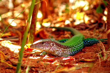 lagarto verde