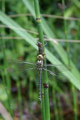 Blaugrüne Mosaikjungfer