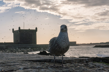 Seagull bird and beautiful sunset sky with the ruins of old fortress in Essaouira, Morocco