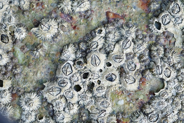 Close Up Shot of Barnacles on a Rock