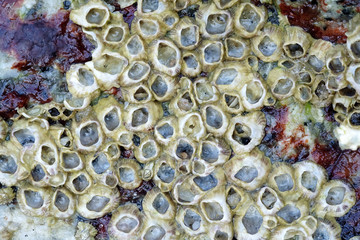 Close Up Shot of Barnacles on a Rock