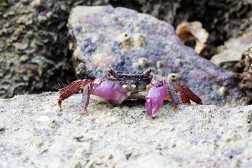 Portrait of a Purple Crab