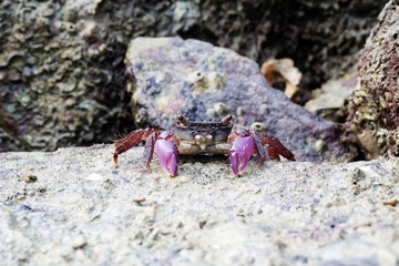 Portrait of a Purple Crab