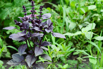 Basil: planting, growing, and harvesting basil leaves. Close up on organic fresh purple basil leaves.