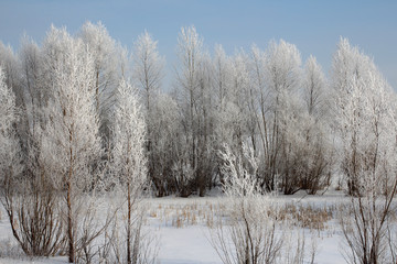 winter landscape with trees and snow