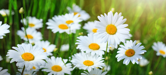 Obraz na płótnie Canvas Macro Shot of white daisies in the summer garden.