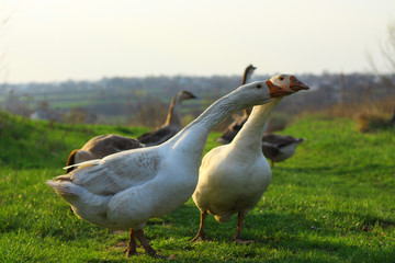 geese and meadow