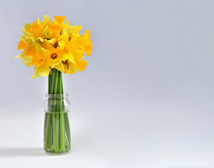 Daffodils on white background