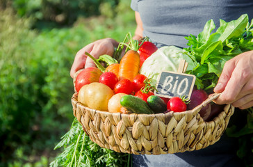 homemade vegetables in the hands of men. harvest. selective focus.