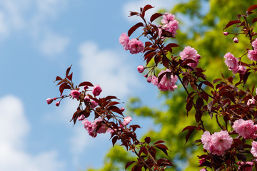 Blossom of cherry tree at spring