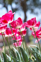 RSKバラ園のチューリップ