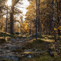 Fototapeta premium steiniger Weg