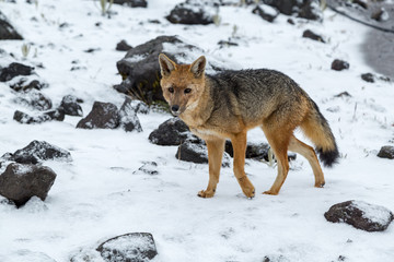 Obraz premium Wolf or Andean fox